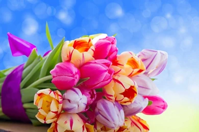 Beautiful Colorful Flowers Wallpapers In HD
