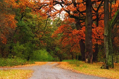 Beautiful Autumn Maple's Woods Scenic Backgrounds Widescreen And ...