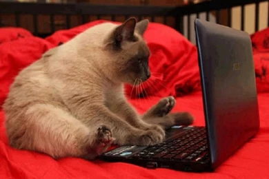 On Desktop Nexus   Free Computer Wallpapers