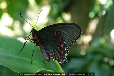 Best Computer 4K Or HD Wallpapers For Your PC, Mac Or Mobile Device