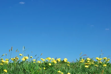 Dandelions Under Bright Blue Sky   Wallpapers