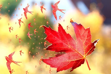 Leaf Birds Flying From The Leaf Wallpapers 28081