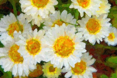 African Daisies Artistic Desktop Wallpapers   1600x1200 Pixels