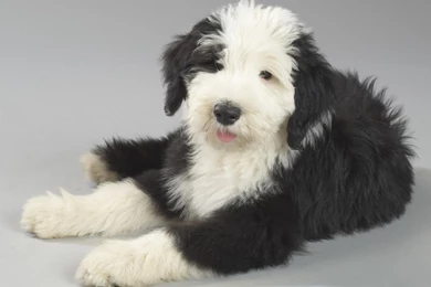 Cute Dog HD Wallpapers 2015   Etc FN