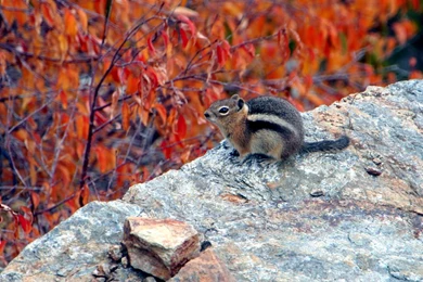 Squirrels Chipmunk Autumn Squirrel Colors Nature Fall Leaves 3431 ...
