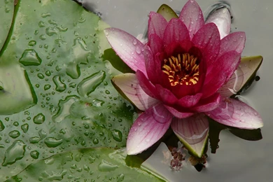 Red Water Lily Wallpapers The Pond Blog