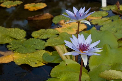 Blue Lilies With Bee Wallpapers The Pond Blog