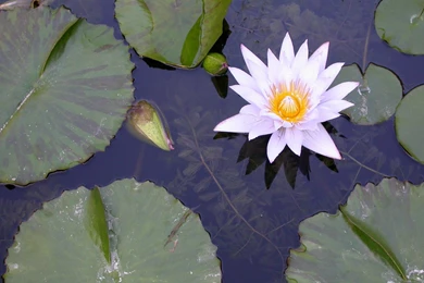 Pink And Yellow Water Lily Wallpapers The Pond Blog