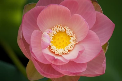 Lotus Wallpapers   The Pond Blog