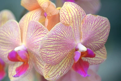 PRETTY IN PINK WALLPAPER   (