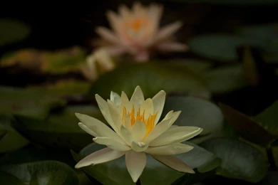 Creamy White Lily Wallpapers The Pond Blog