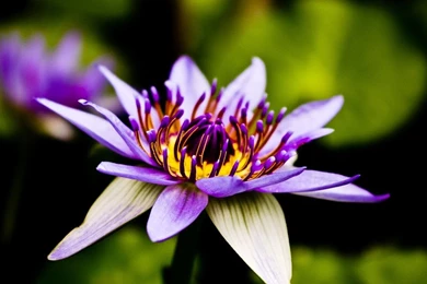Purple Tropical Water Lily The Pond Blog