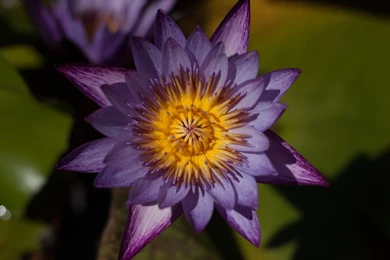 Water Lily 'Lindsey Woods' Wallpapers   The Pond Blog