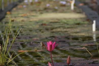 Tall Pink Lily Wallpapers   The Pond Blog