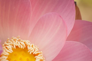 Offset Lotus Heart Wallpapers   The Pond Blog