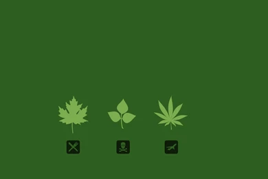 Fonds D'écran Marijuana : Tous Les Wallpapers Marijuana