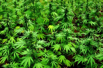 Marijuana 420 Weed Mary Jane Drugs Wallpapers