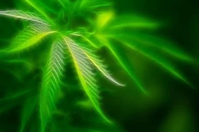 Wallpaper: Wallpapers Cannabis
