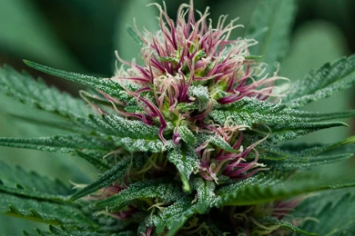 Marijuana Weed Wallpapers HD