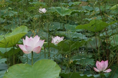 Flower Wallpapers   Wallpapers With Flowers In All Resolutions