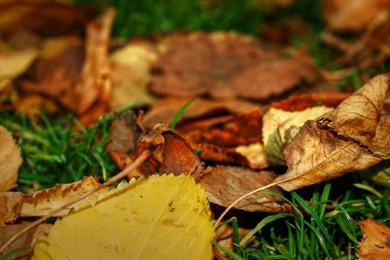 Free Download Hd Wallpapers Of Rose 3D