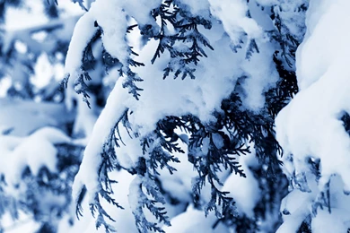 Snow On Spruce Tree Wallpapers – You Can Camp To Buy Stuff, But You ...