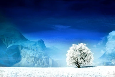 Snow Tree Wallpapers Hd.