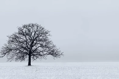 Lonely Tree In The Snow Wallpapers   Nature Wallpapers