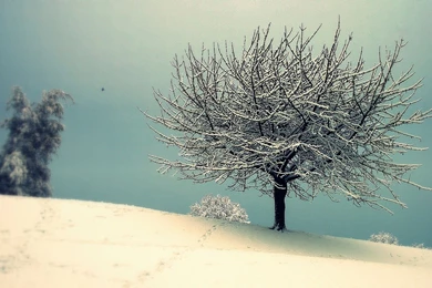 Snow Winter Tree Wallpapers