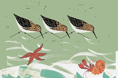 Charley Harper Wall Murals