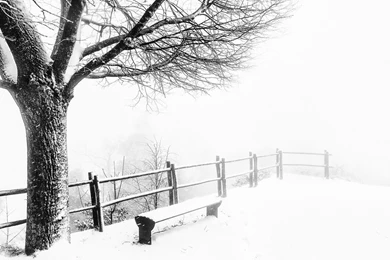 Winter Tree Bench Snow Wallpapers