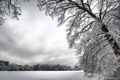 Snow tree wallpaper 1440×900 – First Baptist Church Nelson, B.C