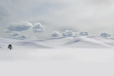 Lonely Tree In The Snow Wallpapers   Nature Wallpapers