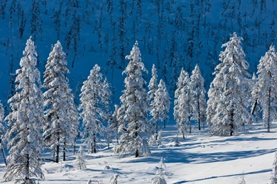 Landscapes Nature Winter Snow Trees Wallpapers