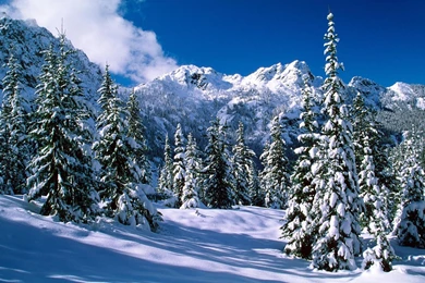 136569d1366952307 snowtrees snow trees picture1900x1200.jpg