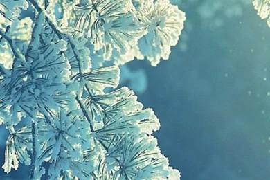 540x960 Beautiful Snow Tree Htc One Phone Wallpapers HD Mobile