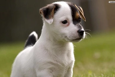 YouWall   Cute Dog Wallpapers   Wallpaper,wallpapers,free Wallpapers ...