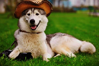 Hd Cute Dog Wallpapers Free For Desktop