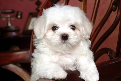 Baby Dogs Images   Wallpapers HD Fine