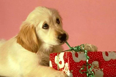 Dog Gift