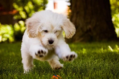 White Dogs HD Wallpapers Free Download04 1024x640.jpg