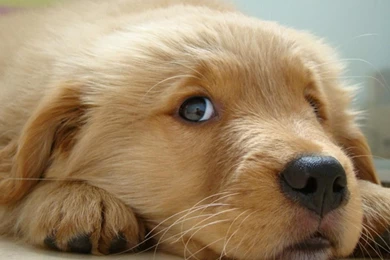 Dogs Adorable Pet Dog Cute Free Download Wallpapers ~ Dogs For HD ...