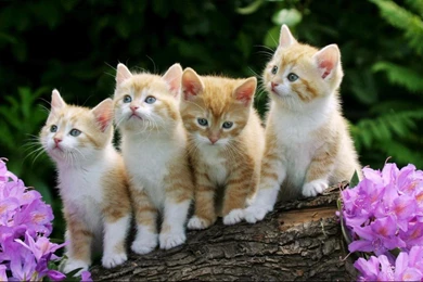 Wallpapers Nature Animals Cute