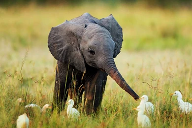 Download Nature Animals Cute Little Baby Elephant Res Wallpapers ...