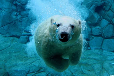 Polar Bear Desktop Wallpapers In High Quality   So Beautiful Bears