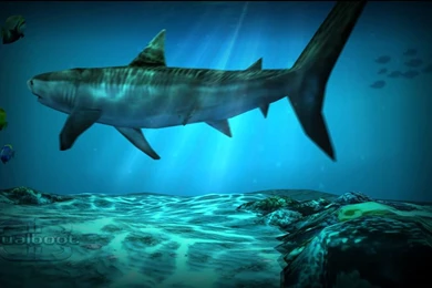 Shark Pack' For Ocean HD Live Wallpapers   YouTube