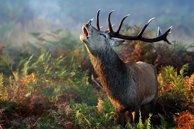 Fantastic Animal S Wallpapers