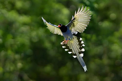 Bird Birds Animal Nature Wallpapers