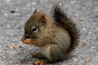 Cute Animals HD Wallpapers