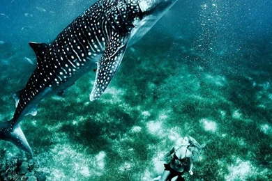 Sea Shark Live Wallpapers   Android Apps And Tests   AndroidPIT